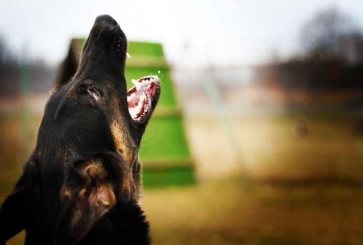 Abbaio del cane