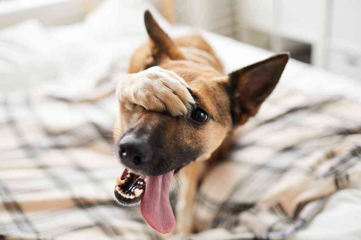 Cane con zampa sugli occhi